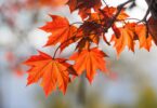 Red Leaves hanging on tree