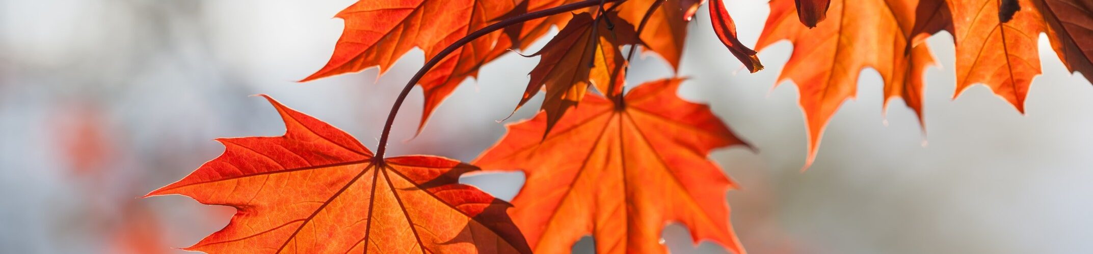 Red Leaves hanging on tree