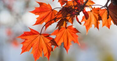 Red Leaves hanging on tree
