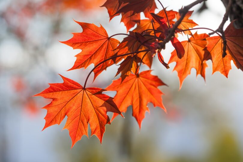 Red Leaves hanging on tree